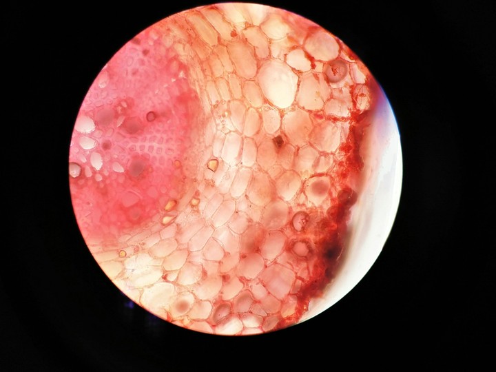 plant cell