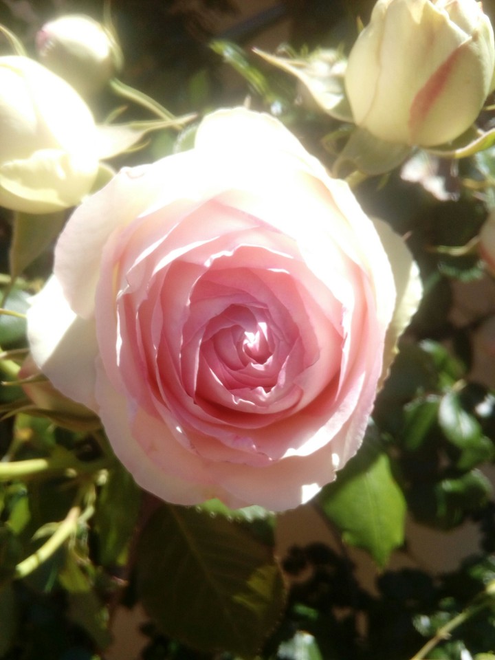 Dreamy White Pink Rose