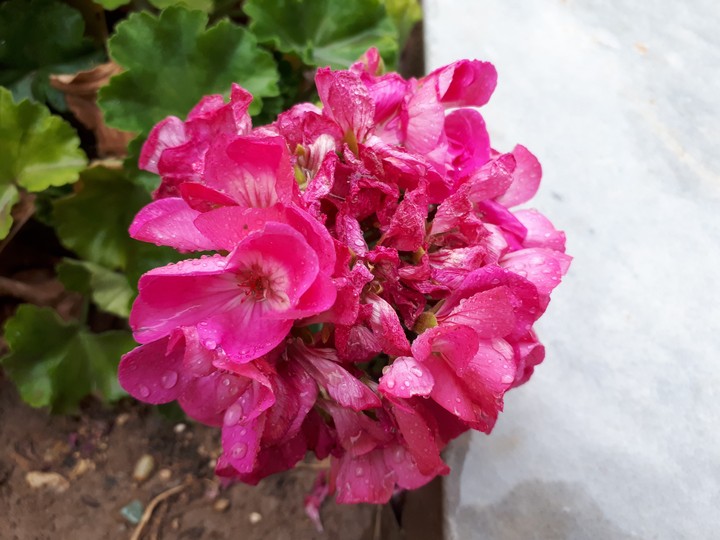 flower