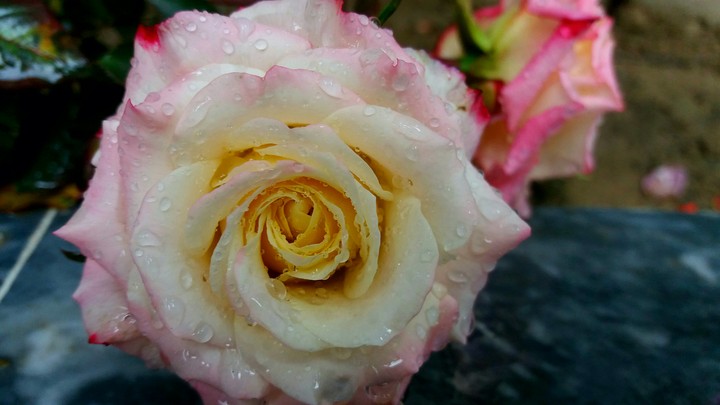 Rainbow rose