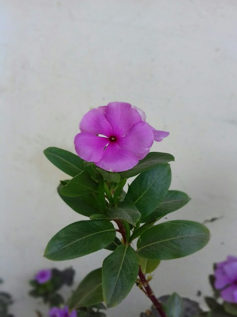 beautiful flower