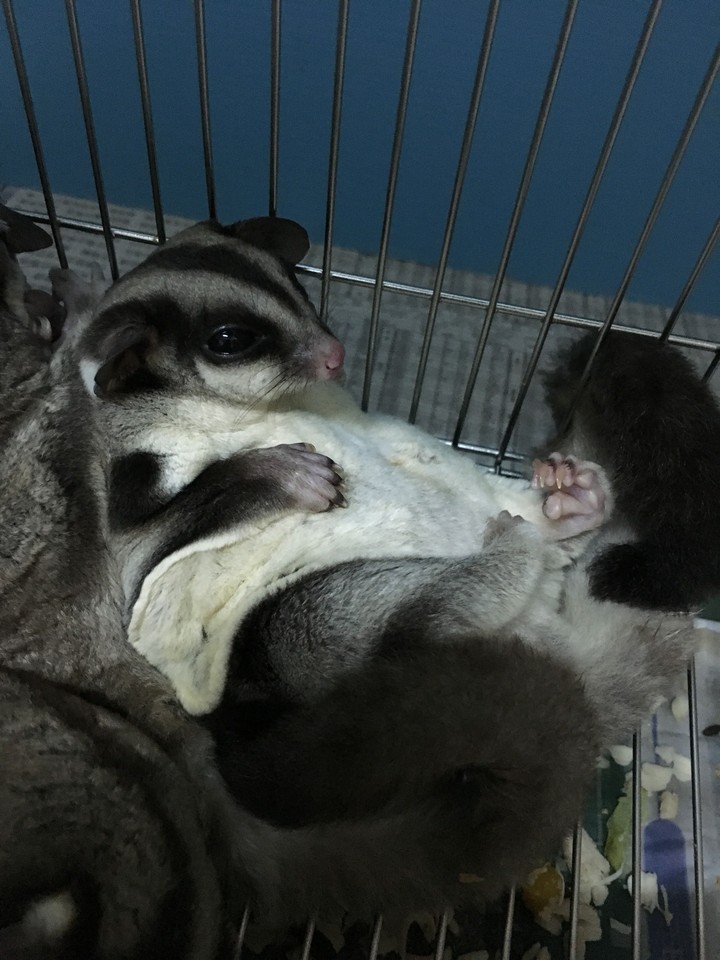 sugar glider 蜜袋鼯