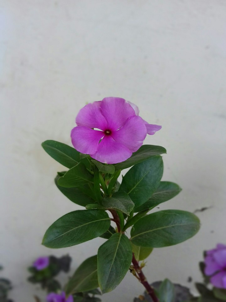 beautiful  flower