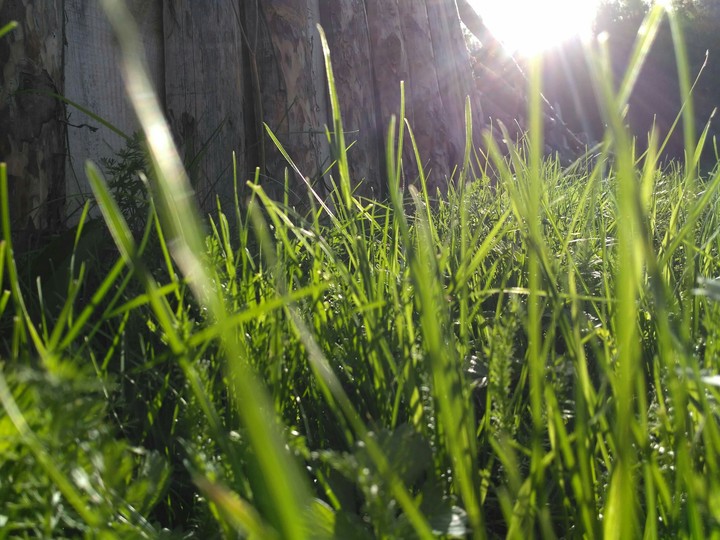 herbage