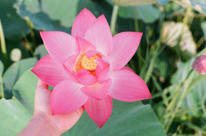Lotus