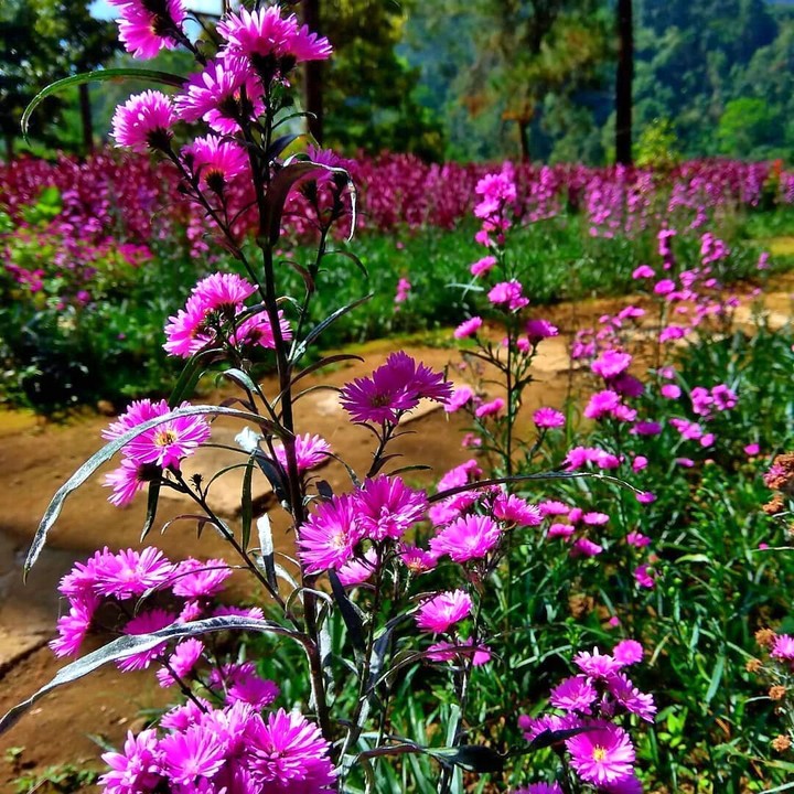 Beautiful Purple