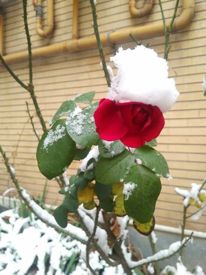Morning Snow today