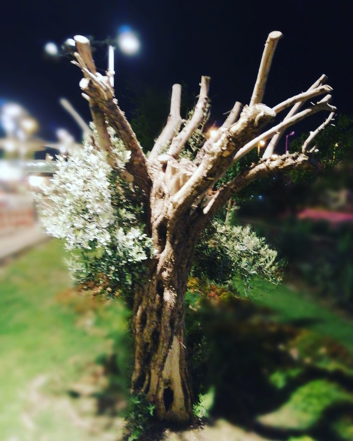 tree