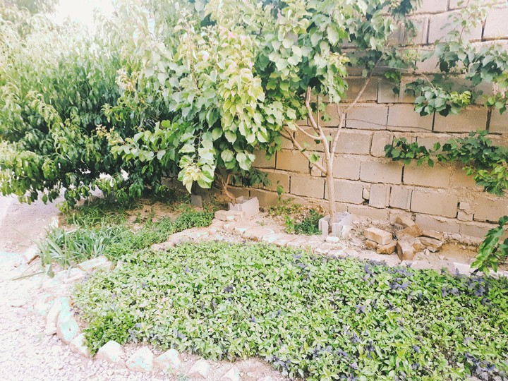 Small Vegetables Garden
