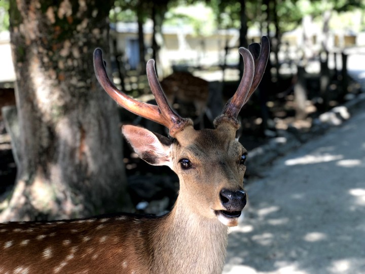 in Nara