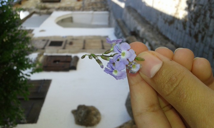 zhd_cyprus