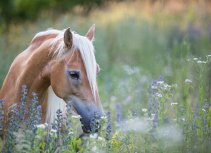 natur