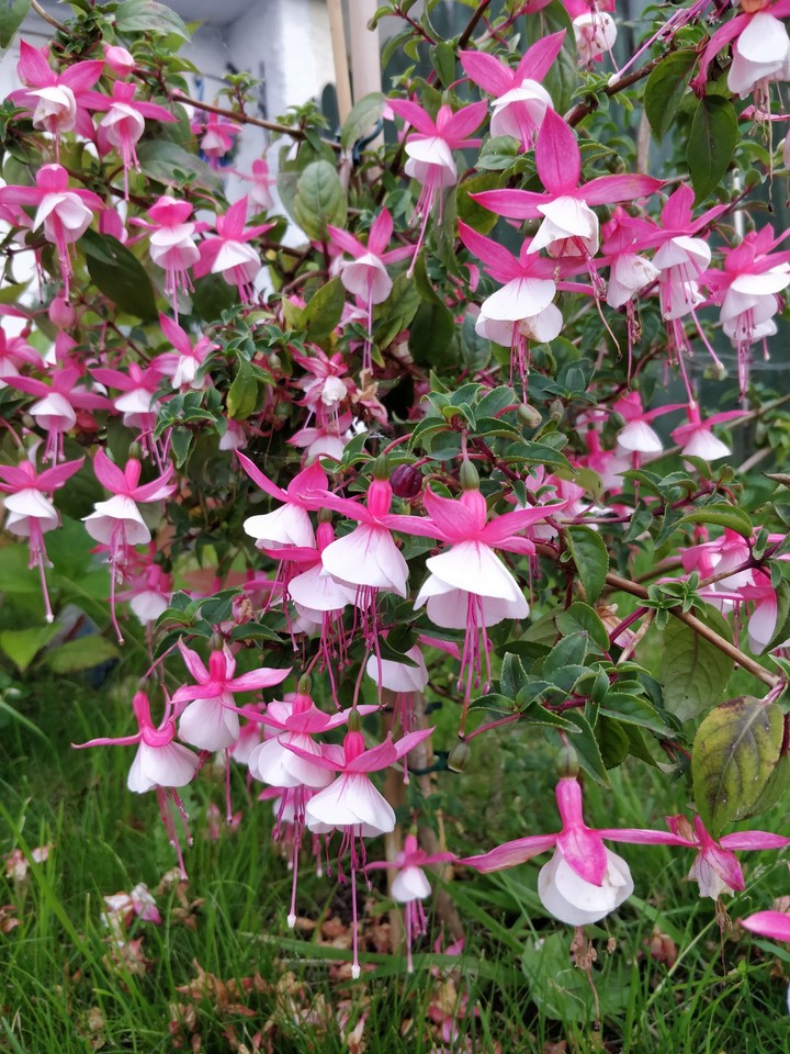 flowers