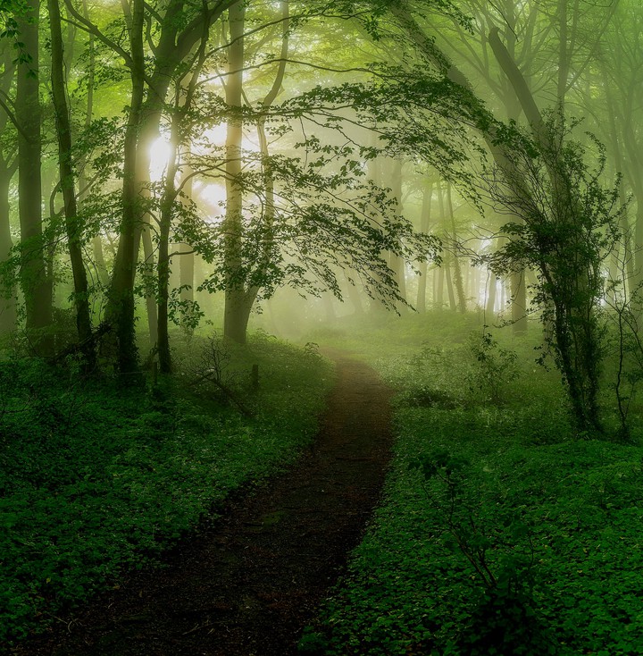 Forest pass
