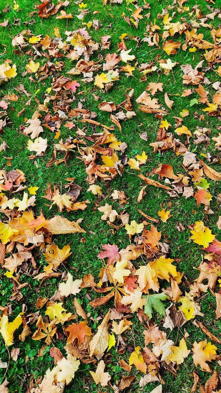 autumn