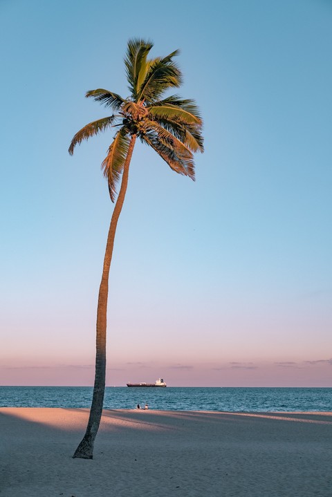 the tree