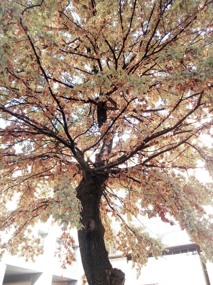 autumn trees
