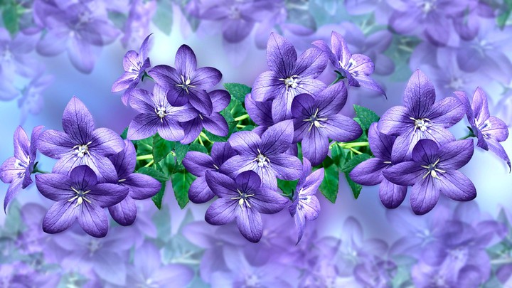 Campanula