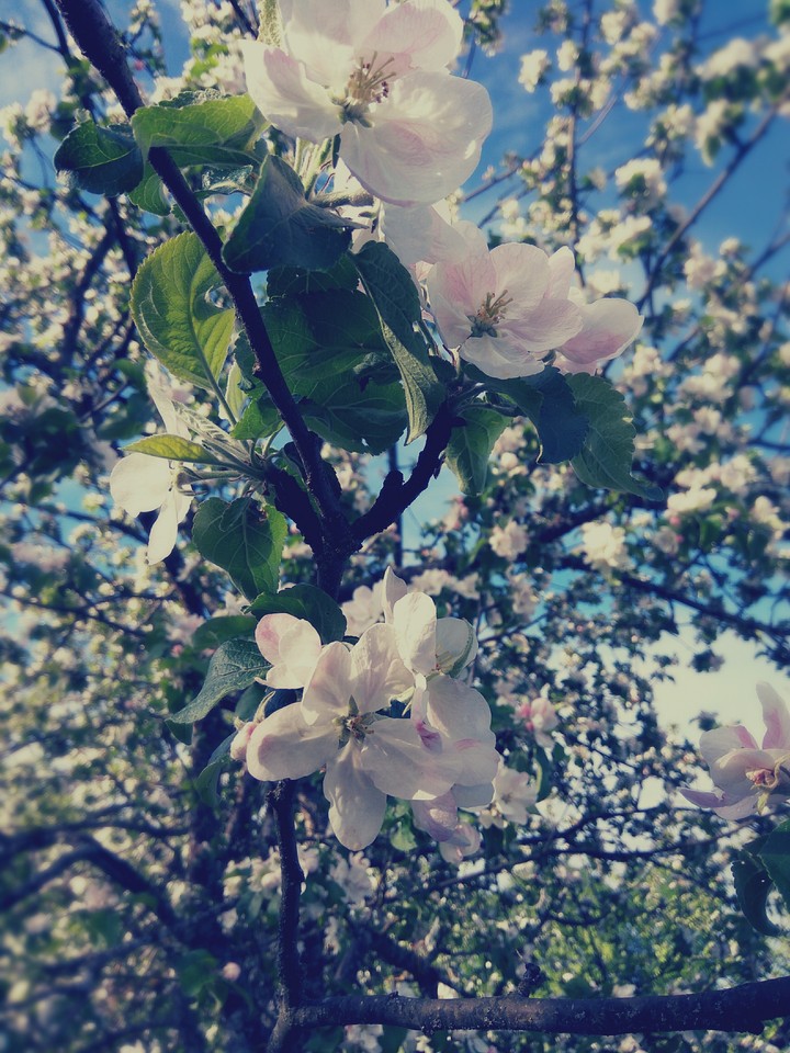 Blossom