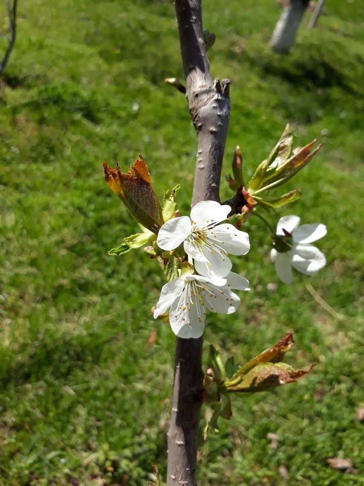 Spring