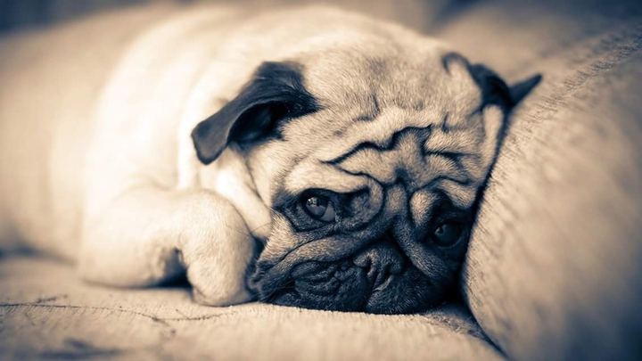 mops