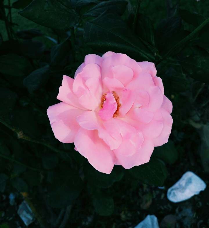 lovely rose