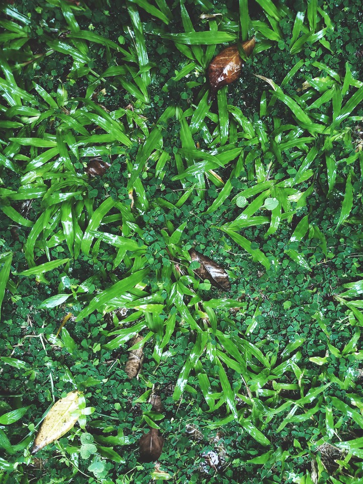 cool climate