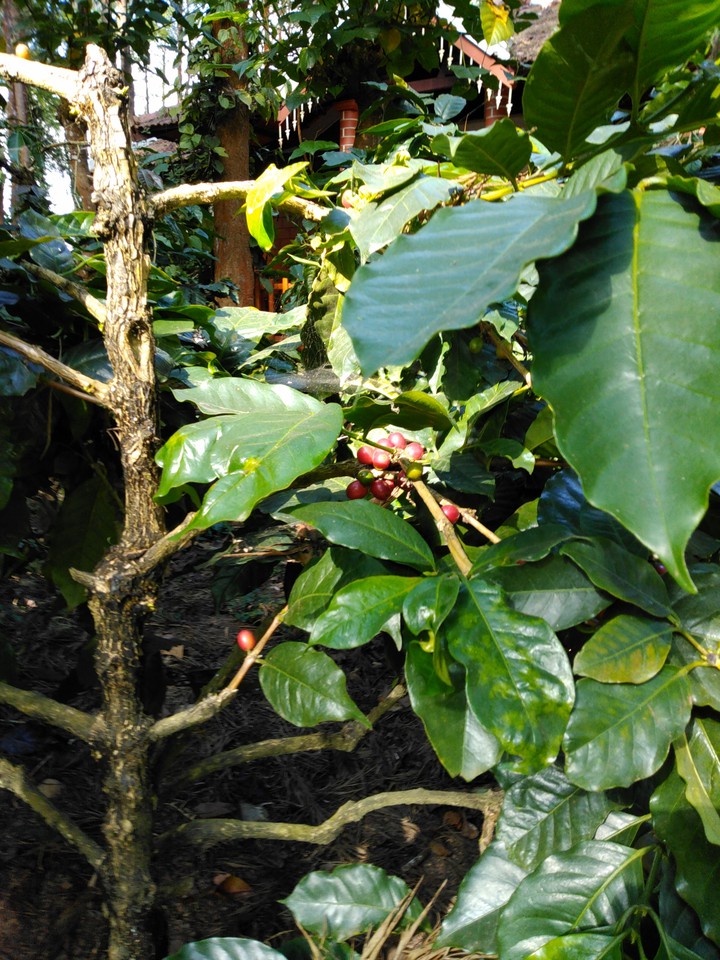 coffee plant