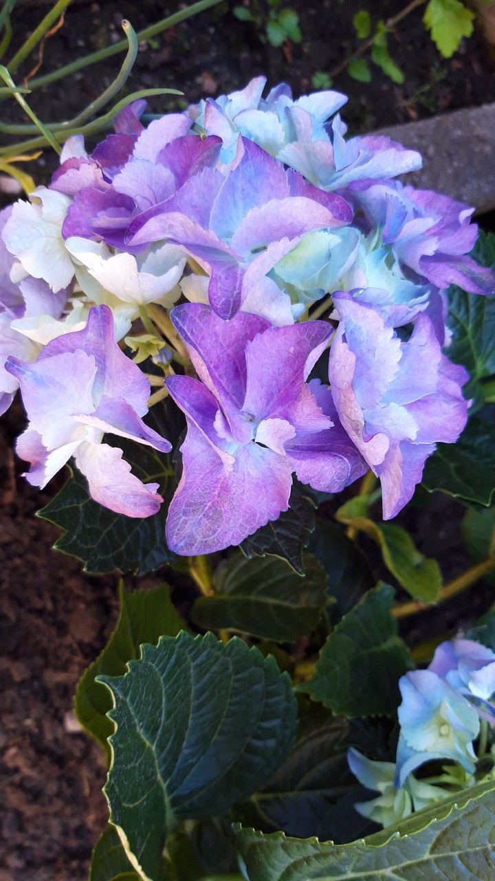 hydrangea