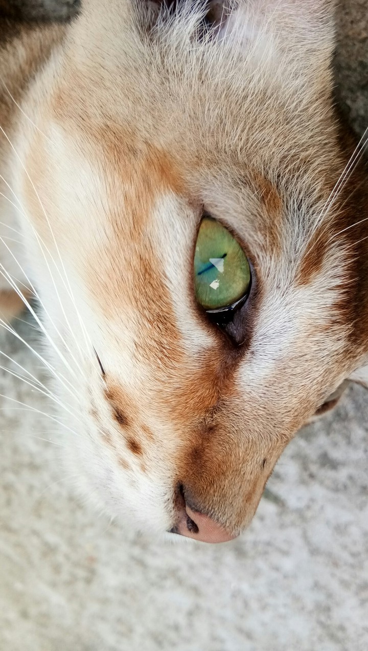 snake eyes