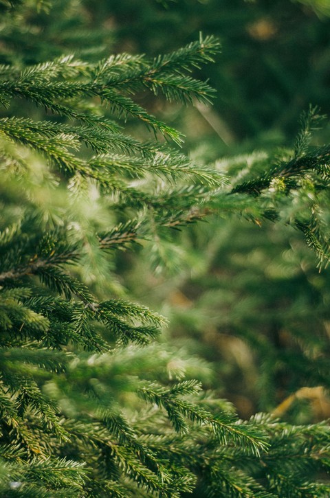 ταπετσαρίες larch, cupressaceae