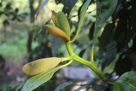 jackfruit