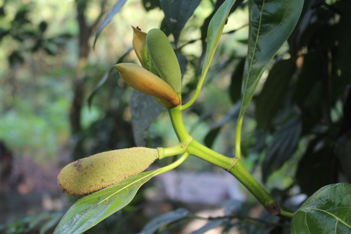 jackfruit