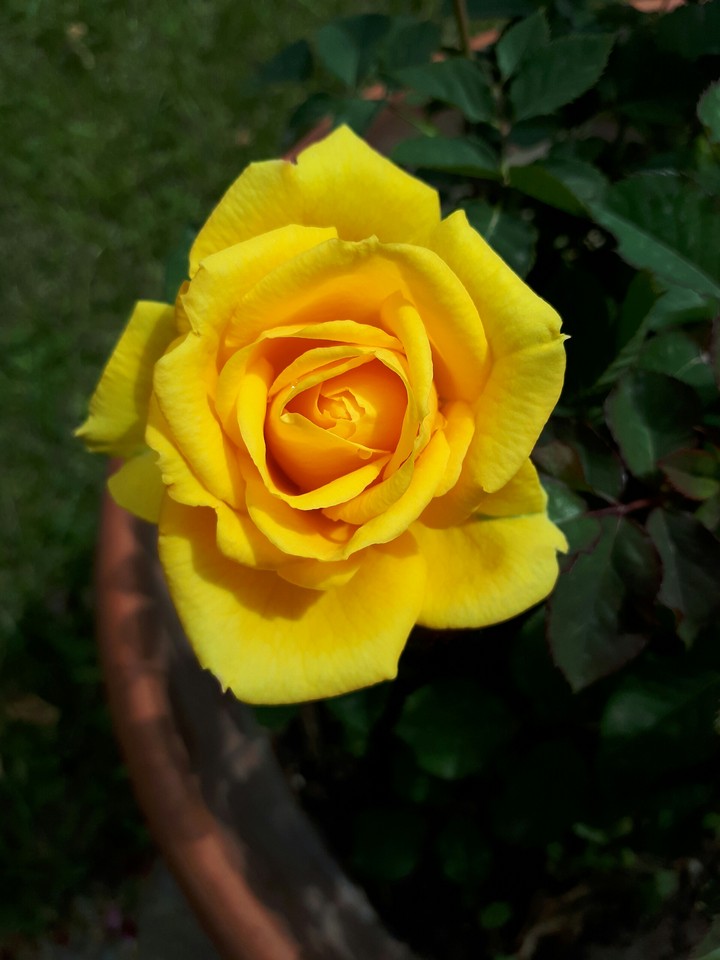 Rosa