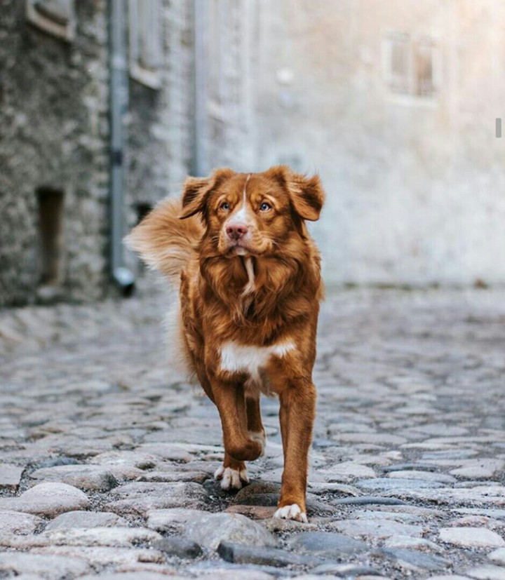 Толлер