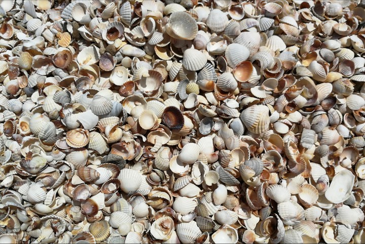 shell