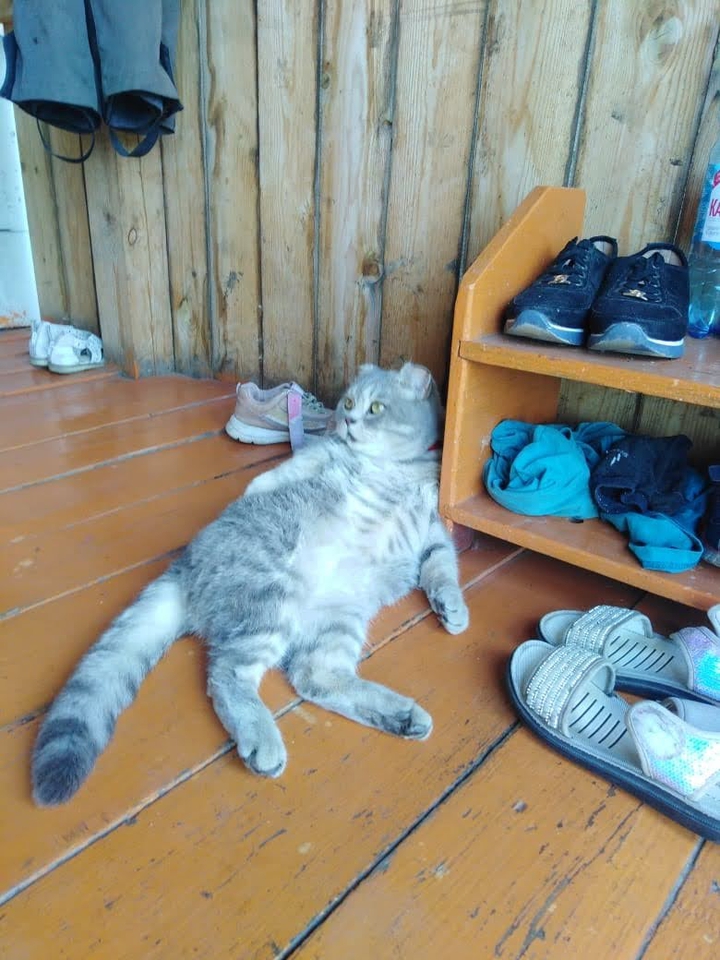 Мотя