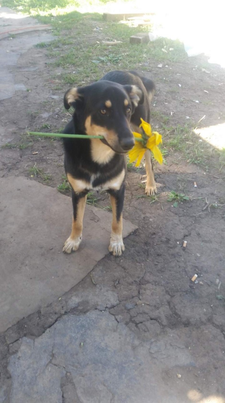 Бака