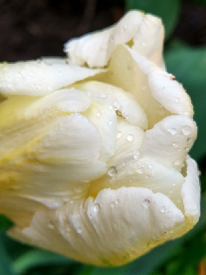Tulip