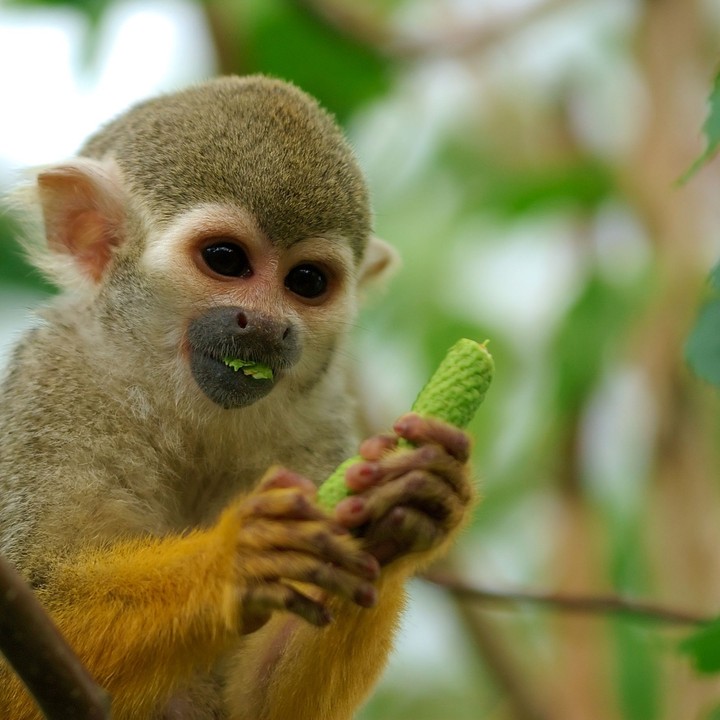 baby monkey