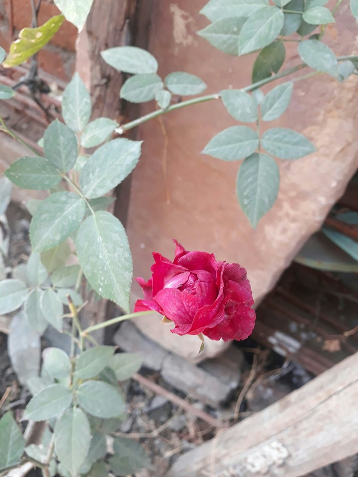 Red Rose