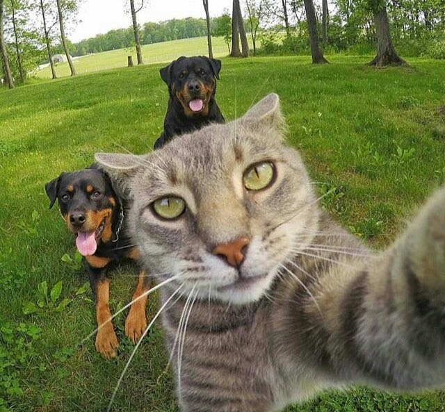 cat