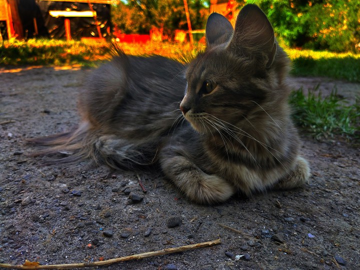 кошка