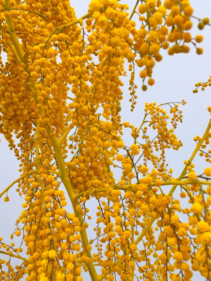 florart