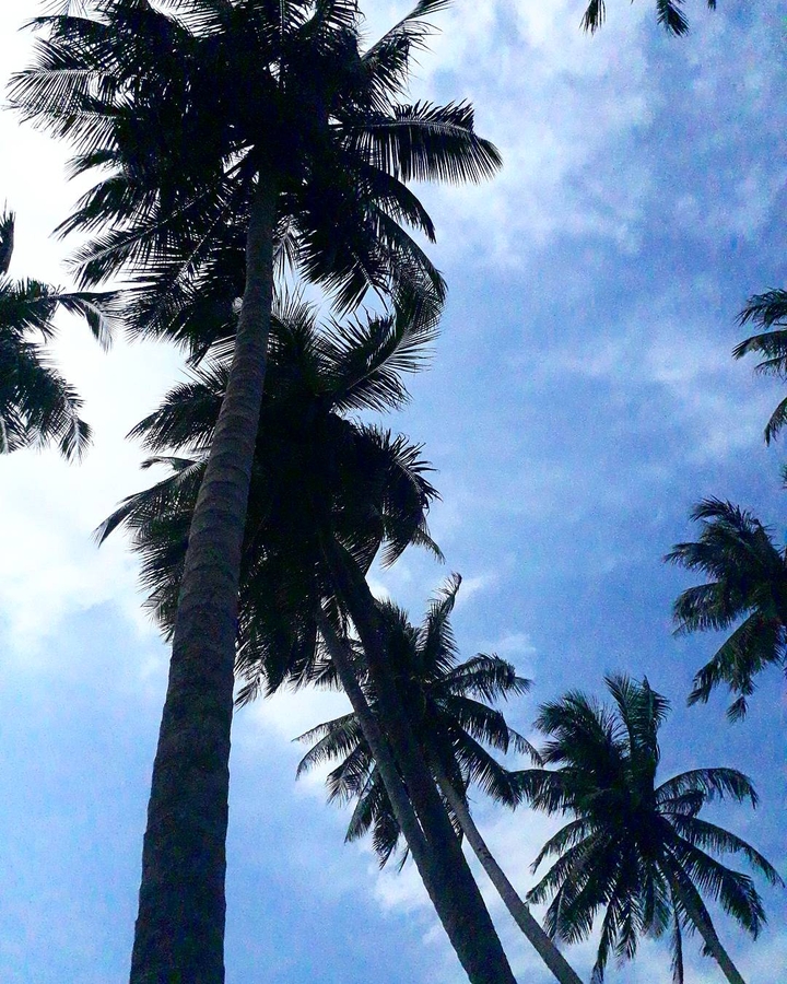 coconut tree !!!