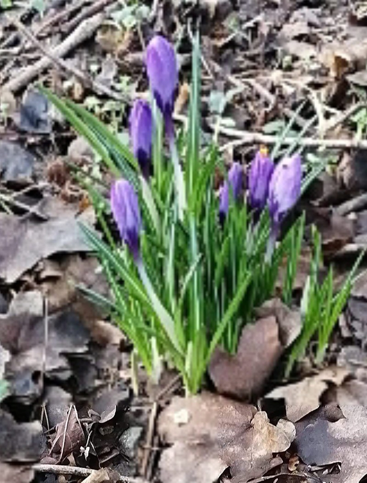 flower beauty