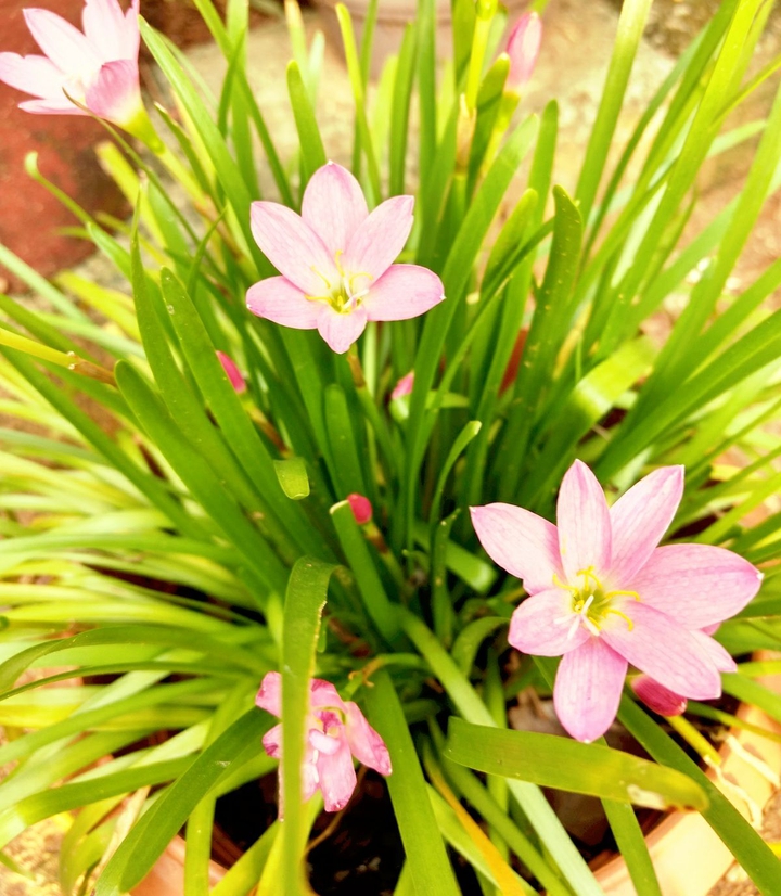 sun kissed flowers