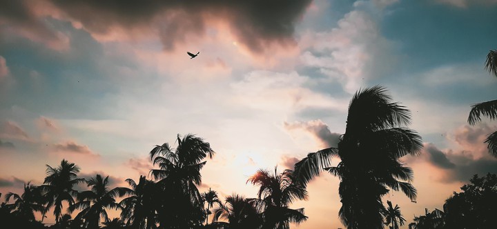 AN AFTERNOON to ADORE