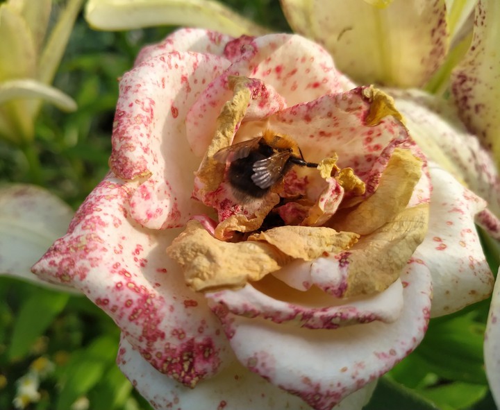 Rose and a bee