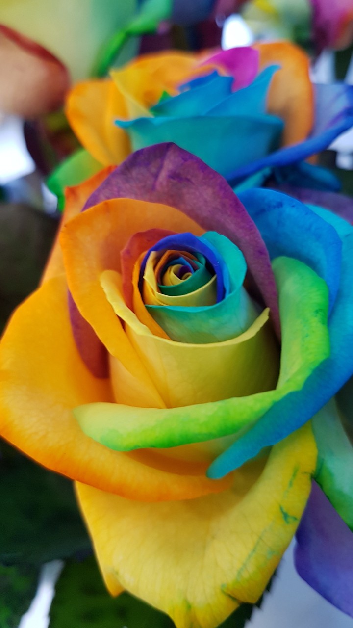 rainbow roses